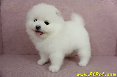 12/27迷你型松鼠白博美母幼犬(高雄三民)13