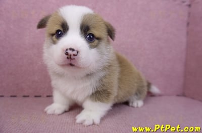 02/11雙色柯基犬公幼犬10