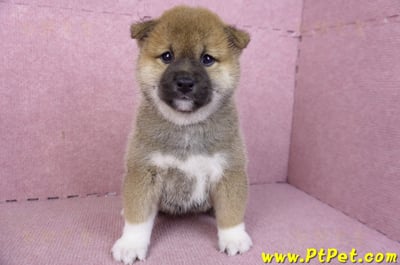 01/11赤色柴犬母幼犬(屏東竹田)2