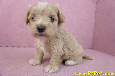 02/20馬爾泰迪母幼犬2號7