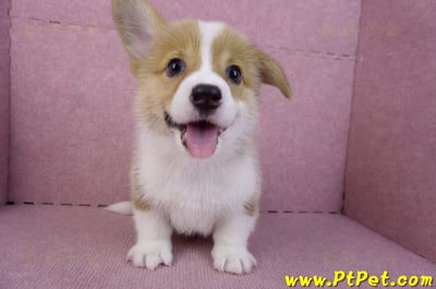 10/10雙色柯基犬母幼犬1號(宜蘭市)4