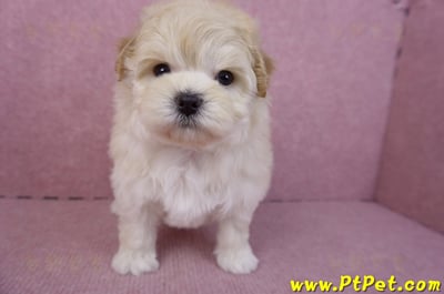 11/23馬爾泰迪母幼犬(高雄仁武)2