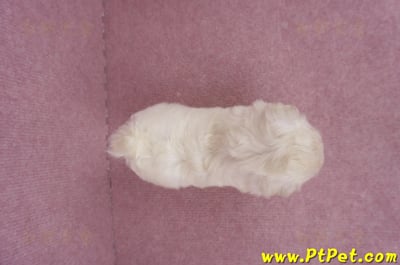 06/26迷你型馬爾濟斯 I 公幼犬1號(桃園八德)11