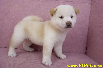 07/22白色柴犬母幼犬(台北市林)4