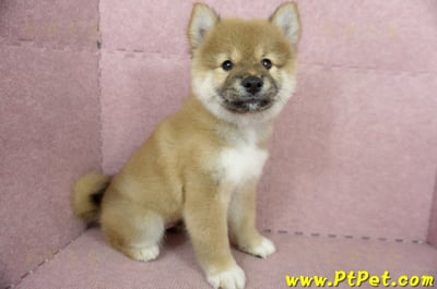 04/29赤色長毛柴犬公幼犬(高雄小港)3