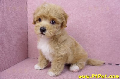 06/15奶油色馬爾泰迪公幼犬(新北蘆洲)11