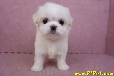 09/21馬爾濟斯公幼犬(高雄左營)1