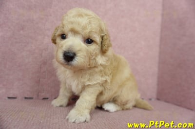 06/04泰迪比熊公幼犬1號(高雄左營店)5