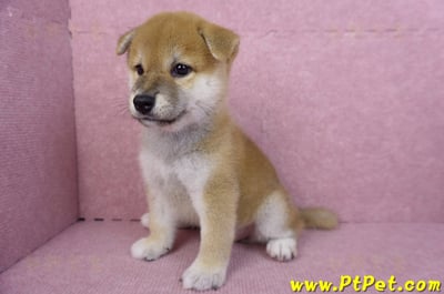 07/11赤色柴犬公幼犬10