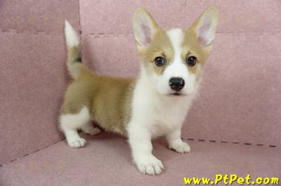 04/13雙色柯基犬公幼犬2號(桃園中壢)6