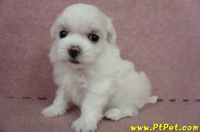 05/28迷你型馬爾濟斯母幼犬(屏東長治)9