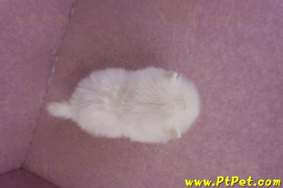 02/10白色松鼠博美母幼犬2號11