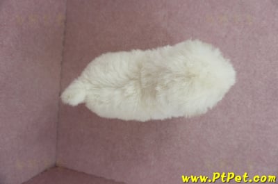 01/13泰迪比熊公幼犬(桃園市)13