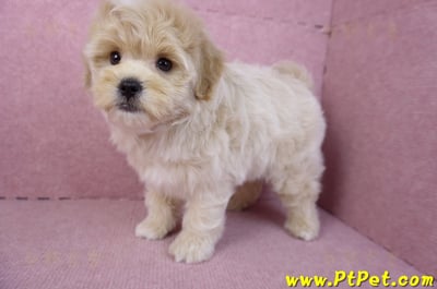 11/23馬爾泰迪公幼犬(高雄)11