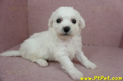 01/12比熊犬公幼犬2號(高雄大樹)3