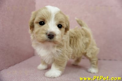 02/07奶油色馬爾泰迪母幼犬(嘉義東區)11