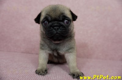 04/02巴哥母幼犬3號(新北林口)1