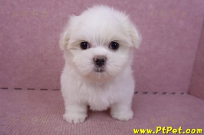 06/26迷你型馬爾濟斯公幼犬(新北三重)1