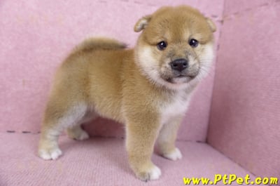 02/06赤色柴犬母幼犬1號(屏東潮州)7