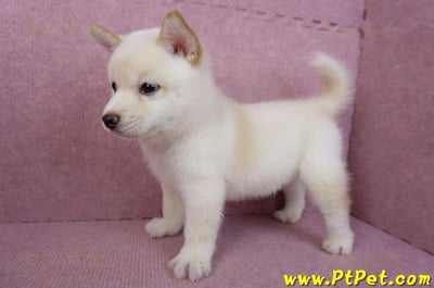 05/24白色柴犬公幼犬8
