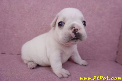 03/21奶白色法國鬥牛公幼犬1號4