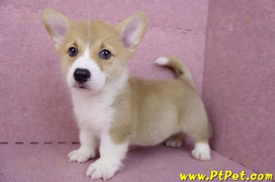 08/05雙色柯基犬公幼犬2號(屏東潮州)7