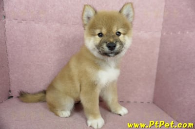 04/29赤色長毛柴犬公幼犬(高雄小港)4