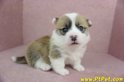 01/25雙色柯基犬公幼犬2號(桃園市)4