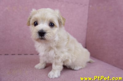 11/06馬爾泰迪公幼犬(屏東市)5