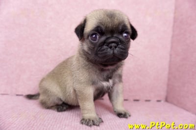 06/23巴哥母幼犬1號(新竹東區)7