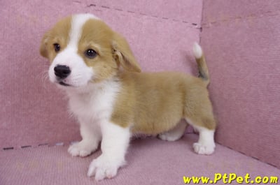 11/02雙色柯基犬公幼犬8