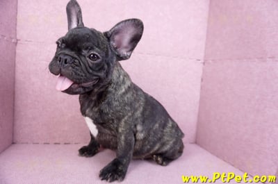 09/18虎斑色法國鬥牛母幼犬13