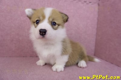 05/31雙色柯基犬母幼犬(屏東新埤)7