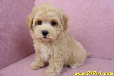 11/23馬爾泰迪母幼犬1號(新北永和)11