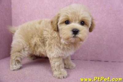 12/10馬爾泰迪母幼犬(台北大安)8