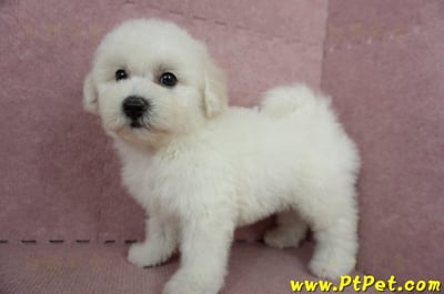 05/20比熊犬公幼犬2號(高雄苓雅)7