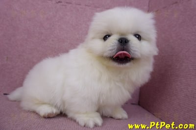 12/17北京狗公幼犬1號(新竹竹北)5