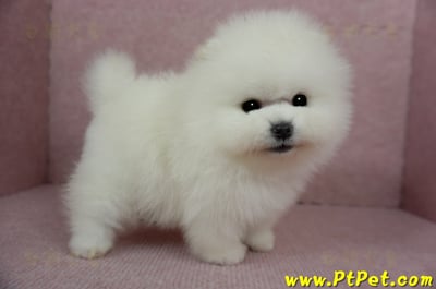 12/27迷你型松鼠白博美公幼犬1號(高雄前鎮)7