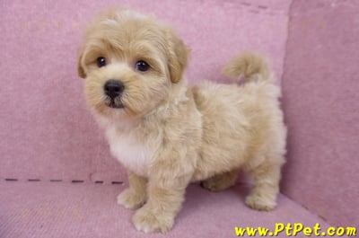 08/06奶油色馬爾泰迪公幼犬1號(桃園中壢)9