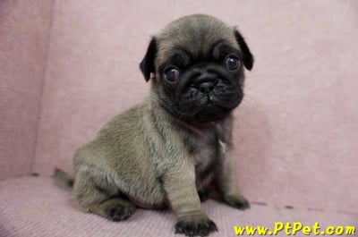 04/02巴哥公幼犬3號(台北內湖)6