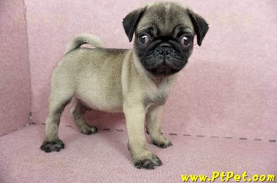 04/02巴哥公幼犬(屏東崁頂)3