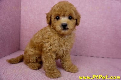 02/11紅貴賓公幼犬3