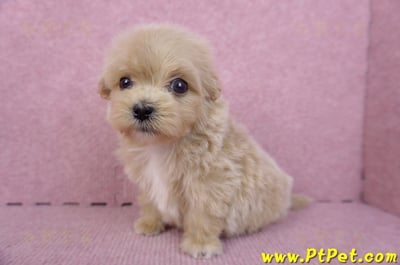 10/13馬爾泰迪公幼犬3號(高雄三民)7