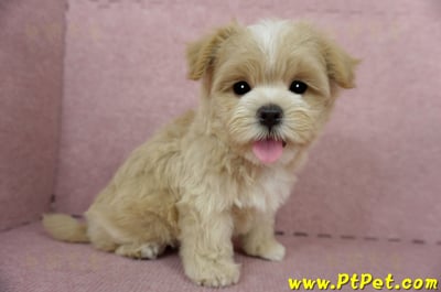 04/11奶油色馬爾泰迪公幼犬1號(桃園市)8