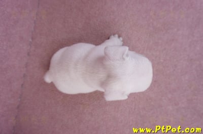 09/06奶白色法國鬥牛公幼犬(新北淡水)11