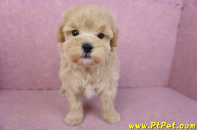 11/23馬爾泰迪公幼犬1號1