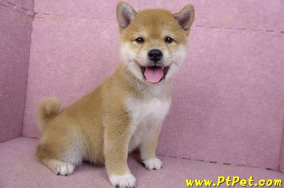 02/06赤色柴犬母幼犬(新竹東區)4