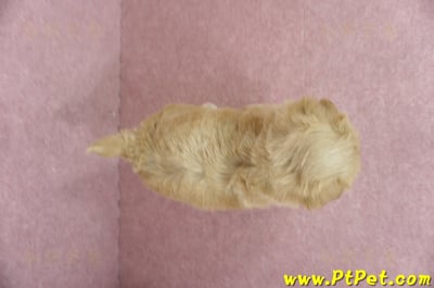 04/23奶油色馬爾泰迪公幼犬(屏東東港)12