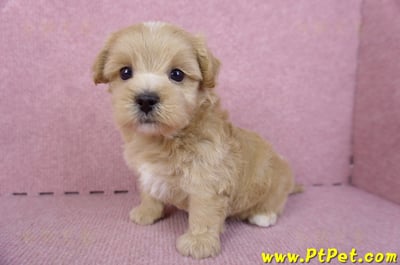 11/02馬爾泰迪 I 公幼犬(屏東市)4