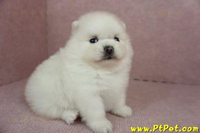 01/20迷你型松鼠白博美母幼犬(高雄鳳山)6